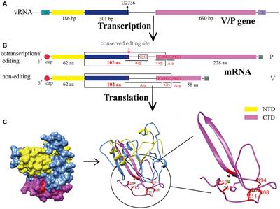 Molecular biology of canine parainfluenza virus V protein and its potential applications in tumor immunotherapy